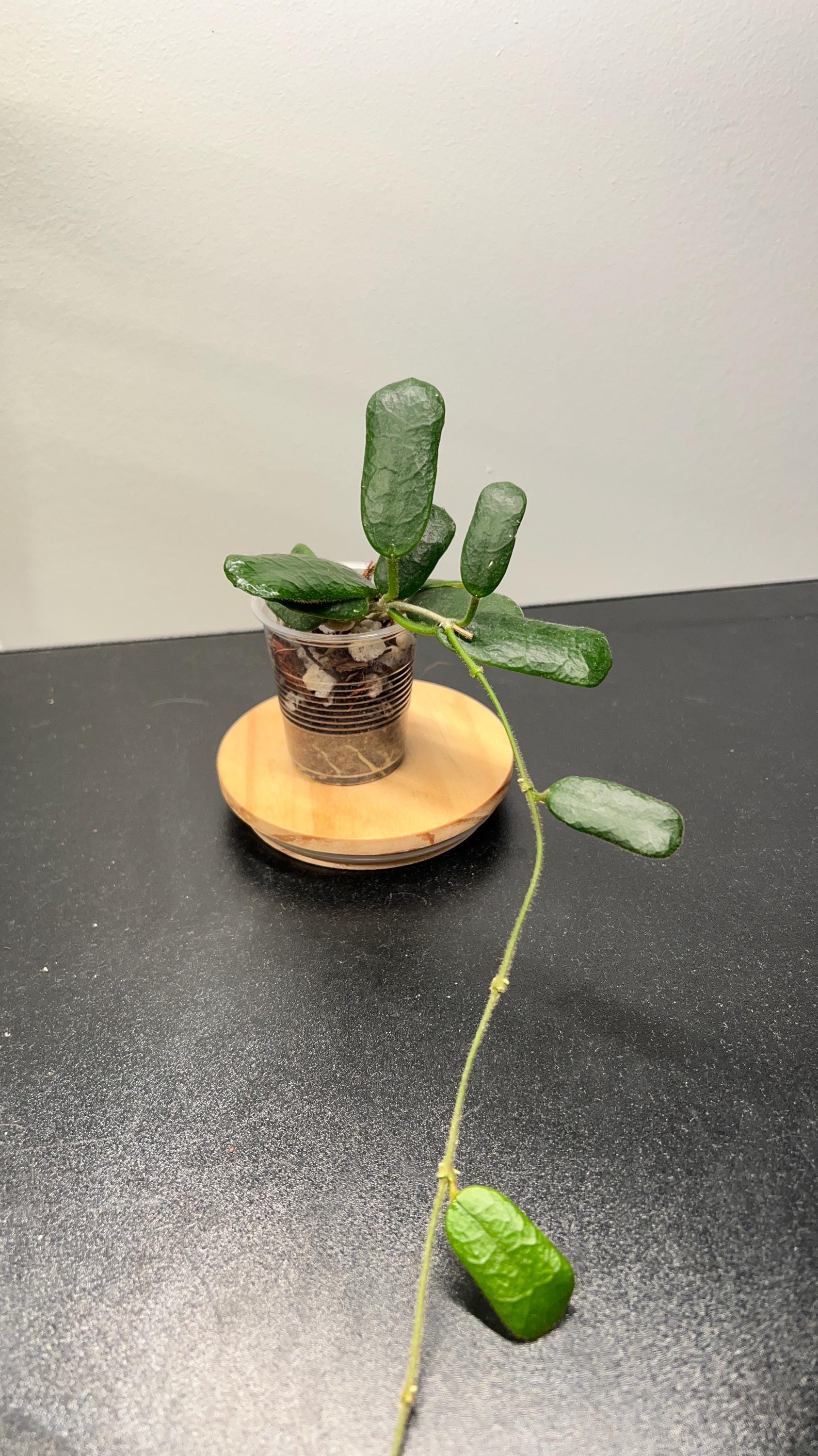 Hoya Rotundiflora Indoor Plant