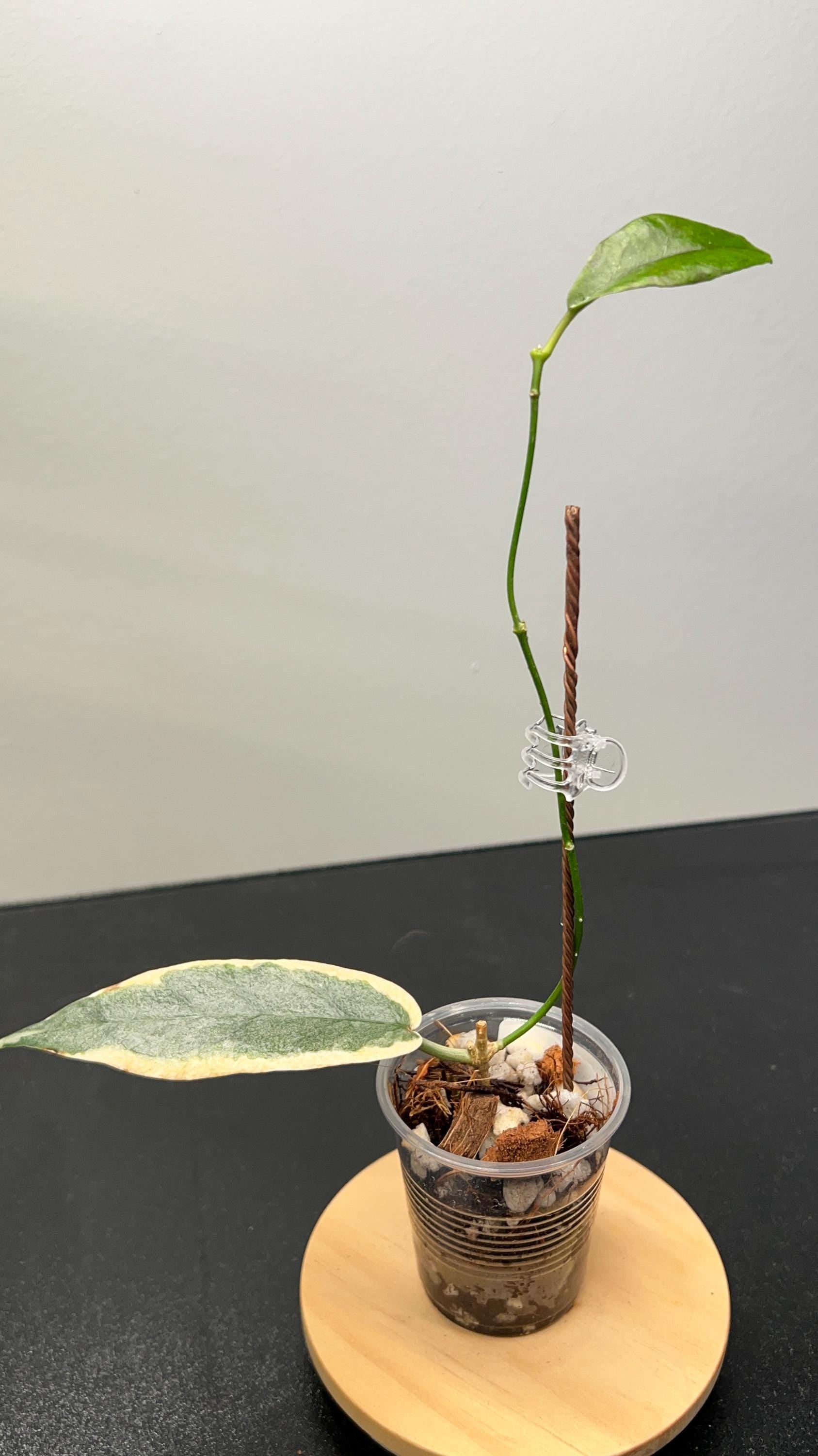 Hoya Archboldiana Albomarginata Indoor Plant