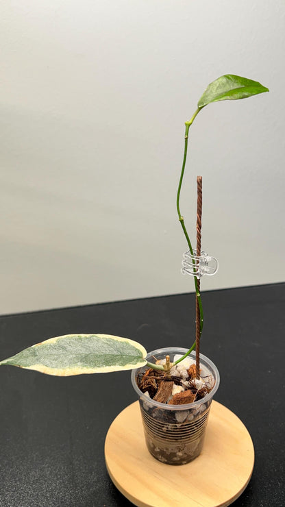 Hoya Archboldiana Albomarginata Indoor Plant