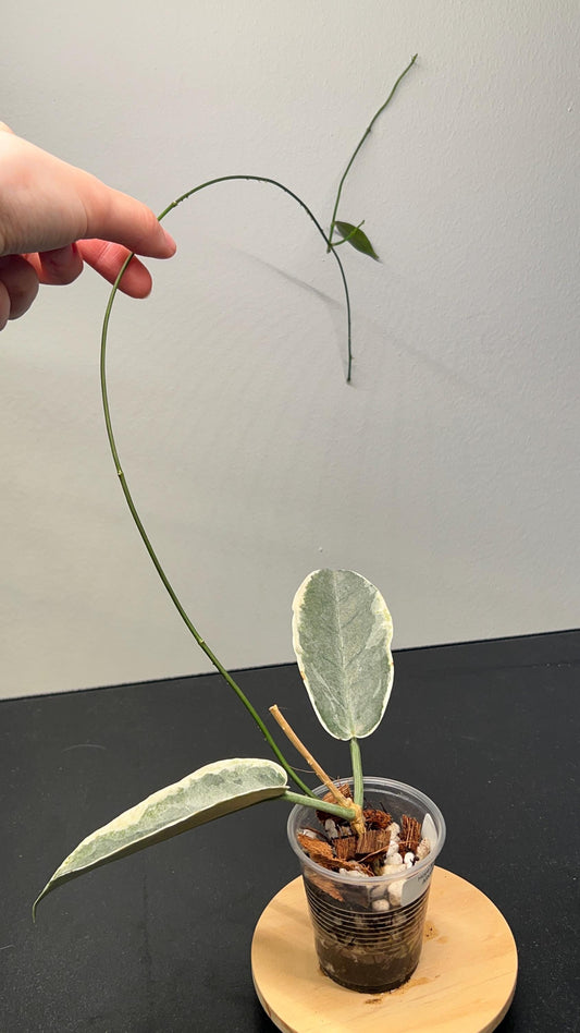 Hoya Archboldiana Albomarginata Indoor Plant
