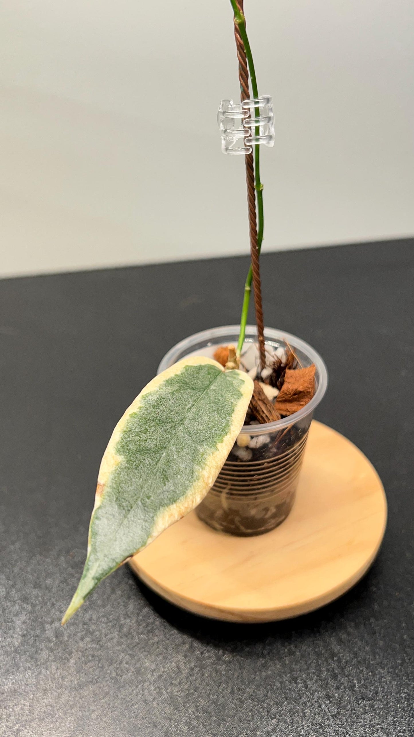 Hoya Archboldiana Albomarginata Indoor Plant