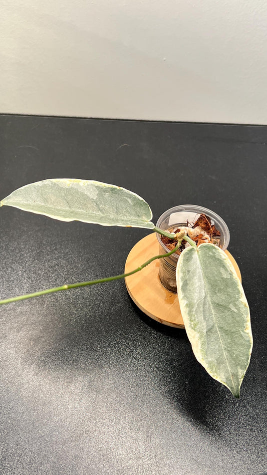 Hoya Archboldiana Albomarginata Indoor Plant