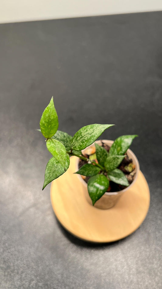Hoya Lacunosa Black Pearl Indoor Plant
