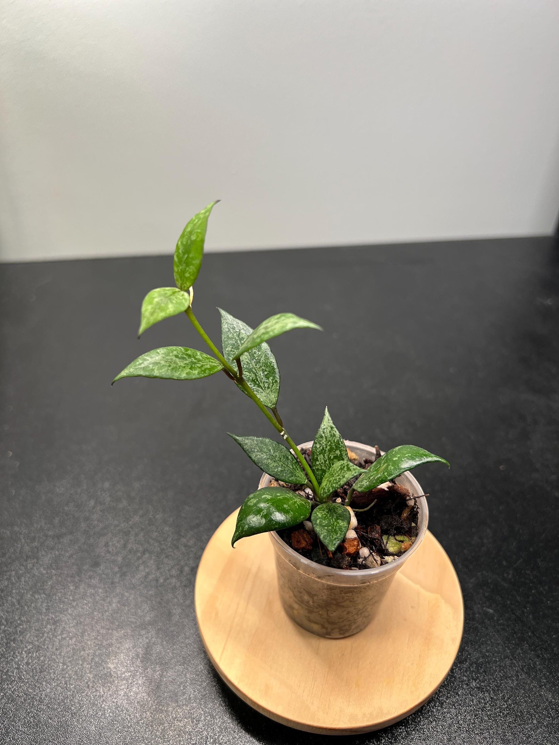 Hoya Lacunosa Black Pearl Indoor Plant