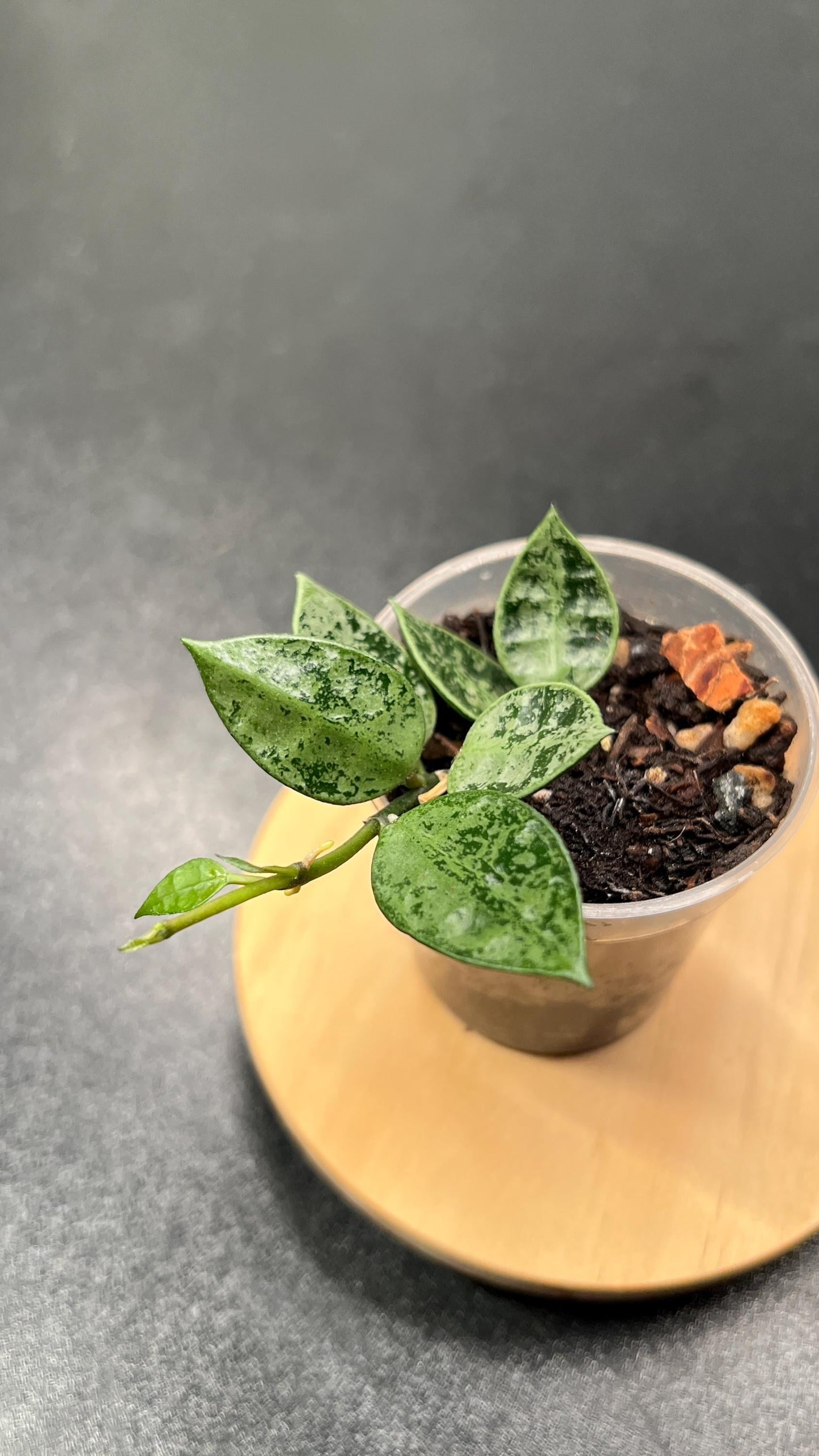 Hoya Lacunosa Grey Ash Splash Indoor Plant