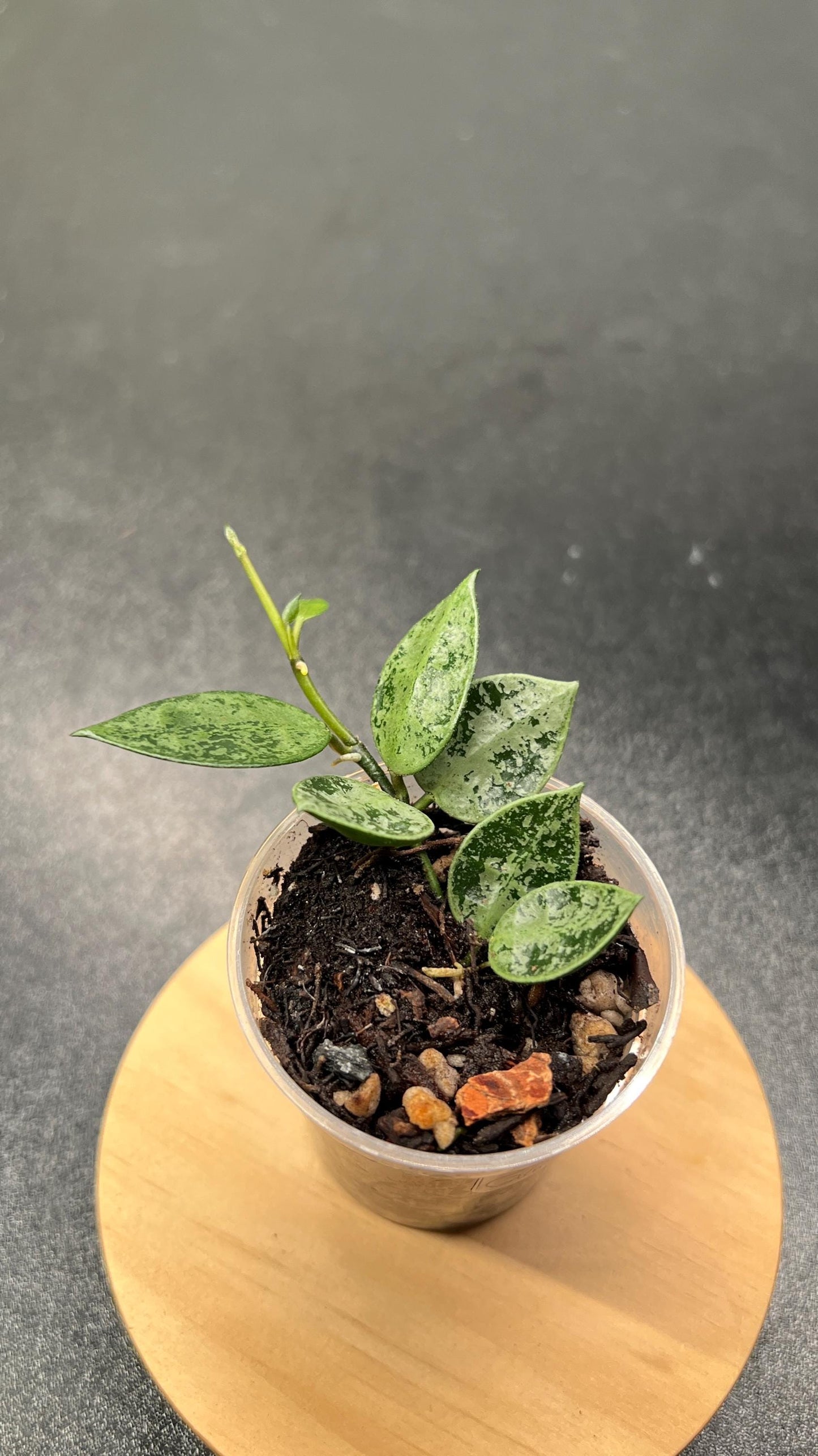 Hoya Lacunosa Grey Ash Splash Indoor Plant