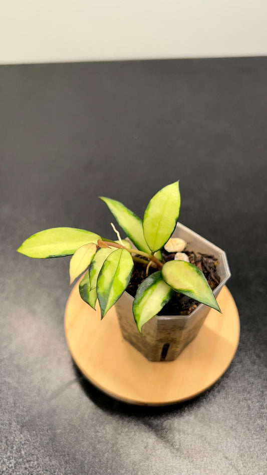 Hoya Lacunosa Souma Indoor Plant