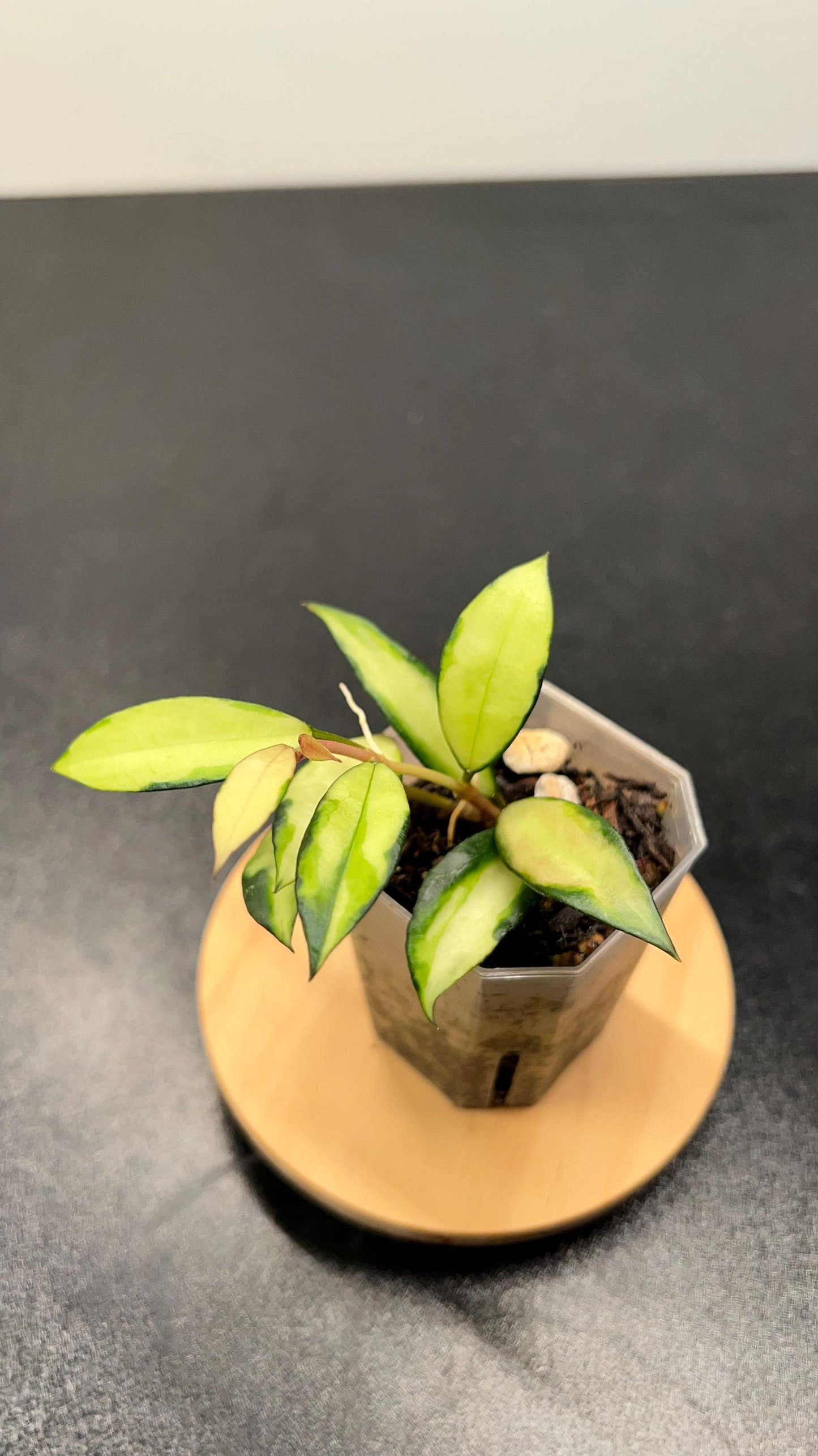 Hoya Lacunosa Souma Indoor Plant