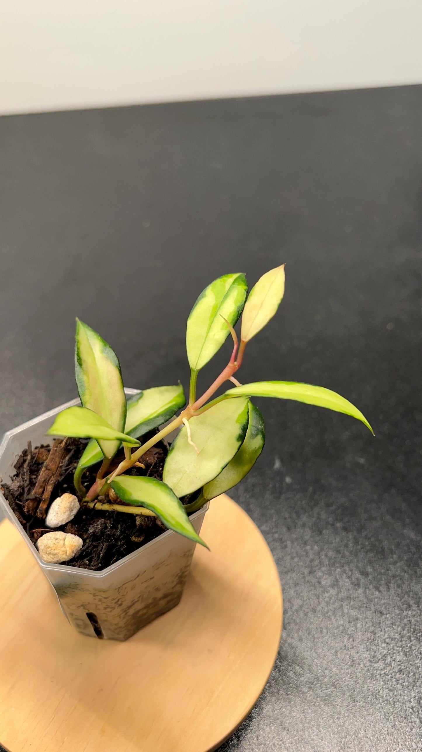 Hoya Lacunosa Souma Indoor Plant