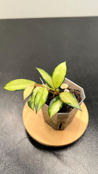 Hoya Lacunosa Souma Indoor Plant