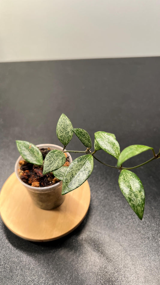 Hoya Lacunosa sp Cianjur Splash Indoor Plant