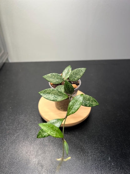 Hoya Lacunosa sp Cianjur Splash Indoor Plant