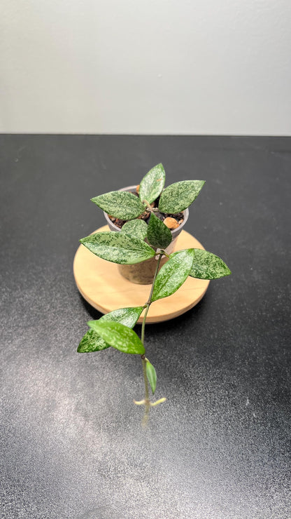 Hoya Lacunosa sp Cianjur Splash Indoor Plant