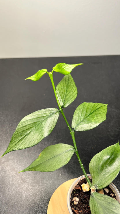 Hoya Polyneura Silver (Broget) Indoor Plant