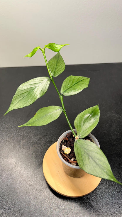 Hoya Polyneura Silver (Broget) Indoor Plant