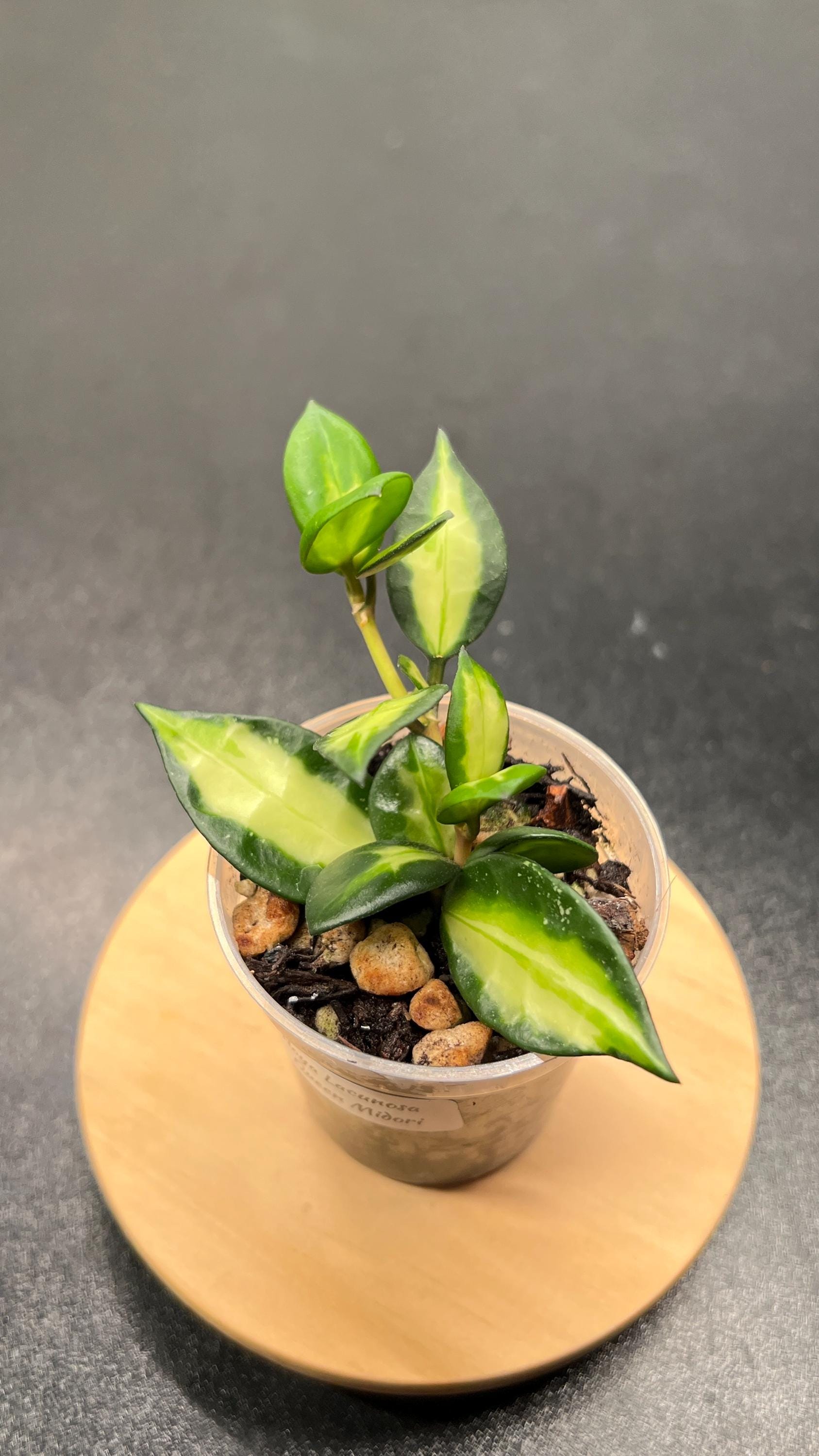 Hoya Lacunosa Queen Midori Indoor Plant