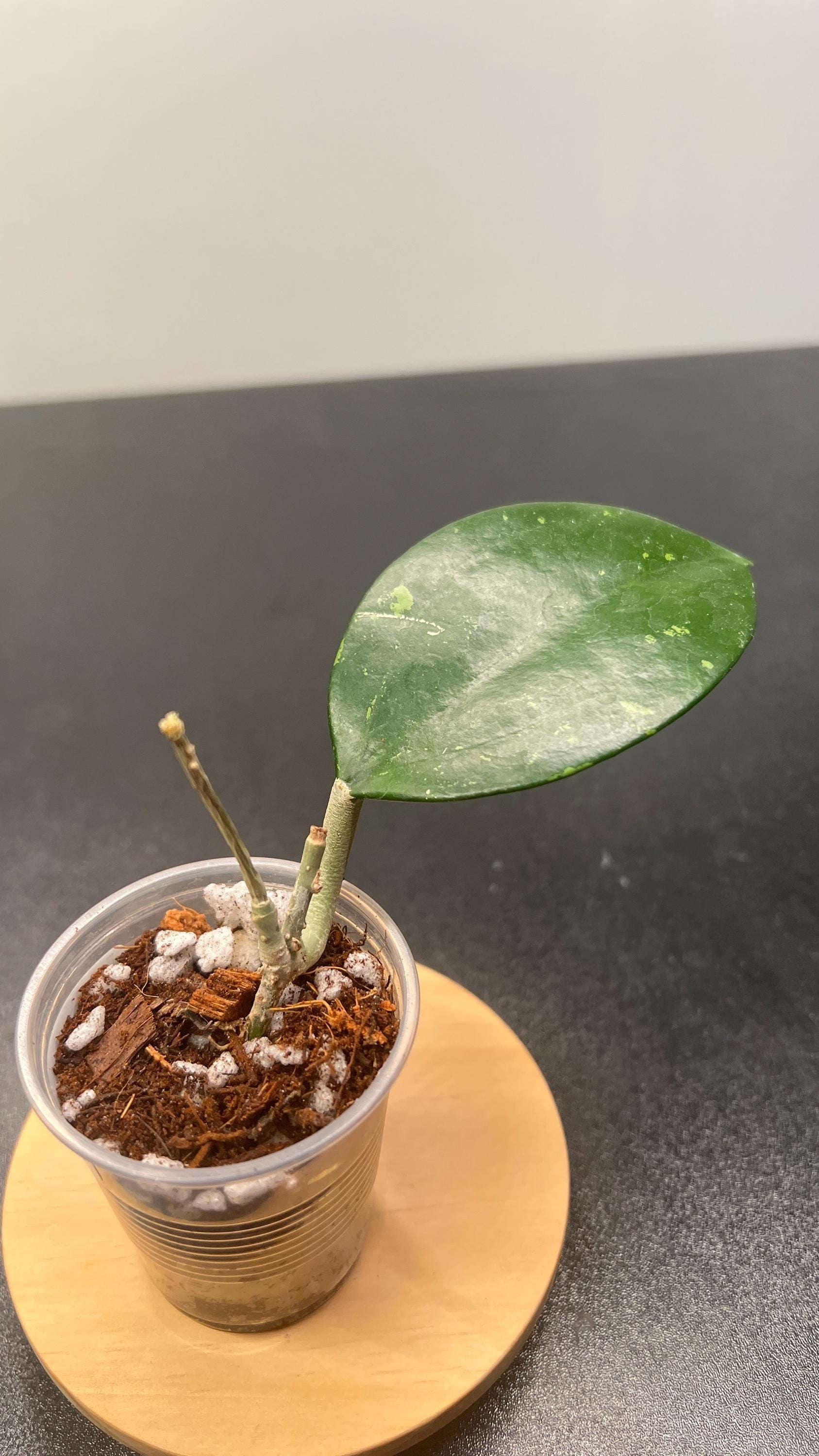 Hoya Pottsii Splash Indoor Plant