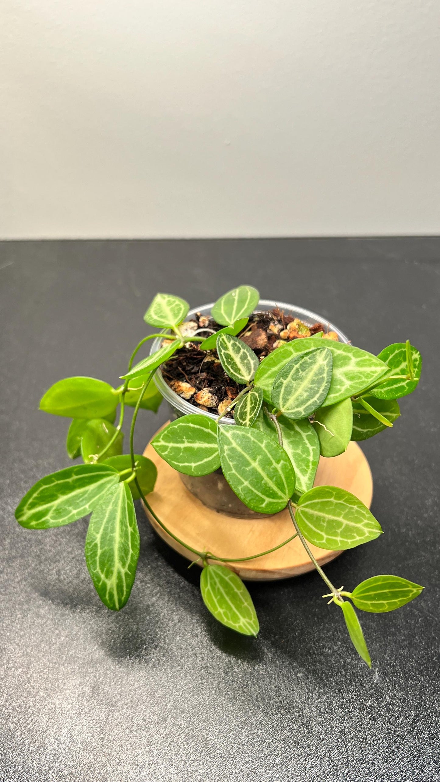 Dischidia Ovata (Watermelon Dischidia) Indoor Plant