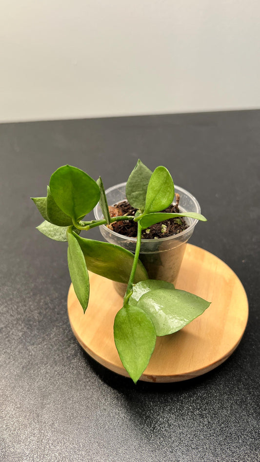 Hoya Lacunosa Orange Skin Indoor Plant