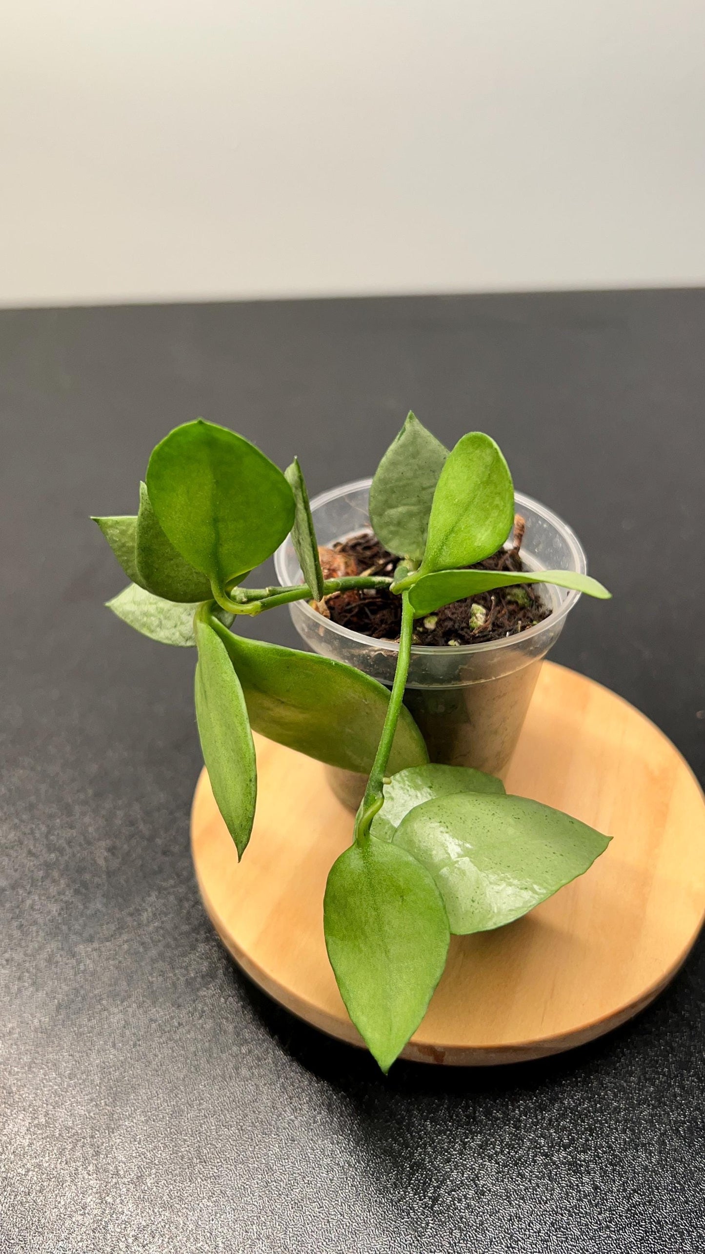 Hoya Lacunosa Orange Skin Indoor Plant
