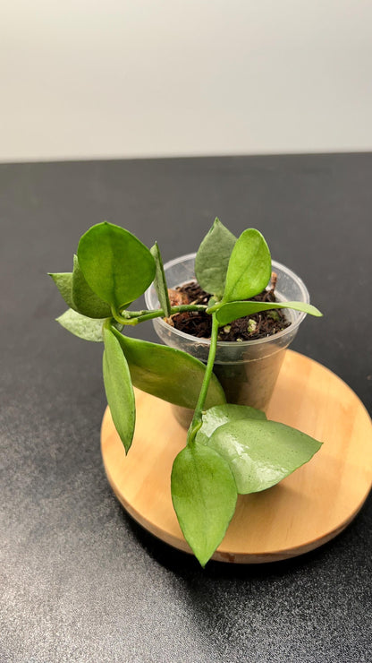 Hoya Lacunosa Orange Skin Indoor Plant