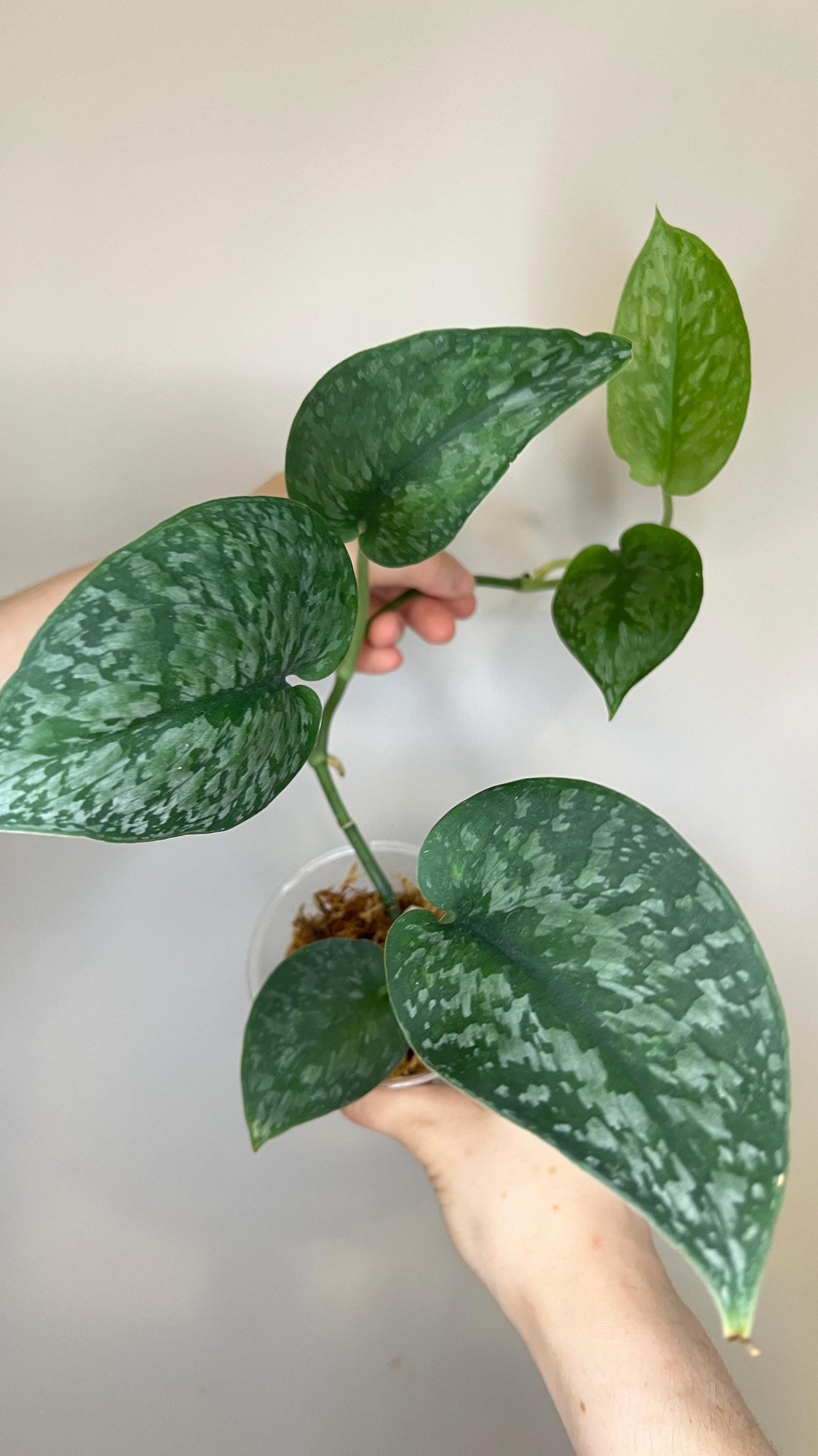Scindapsus Silver Splash Indoor Trailing Plant