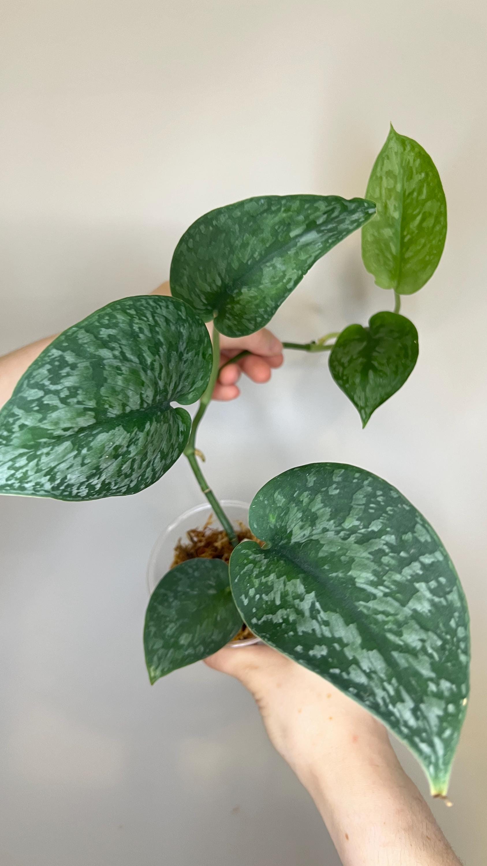 Scindapsus Silver Splash Indoor Trailing Plant