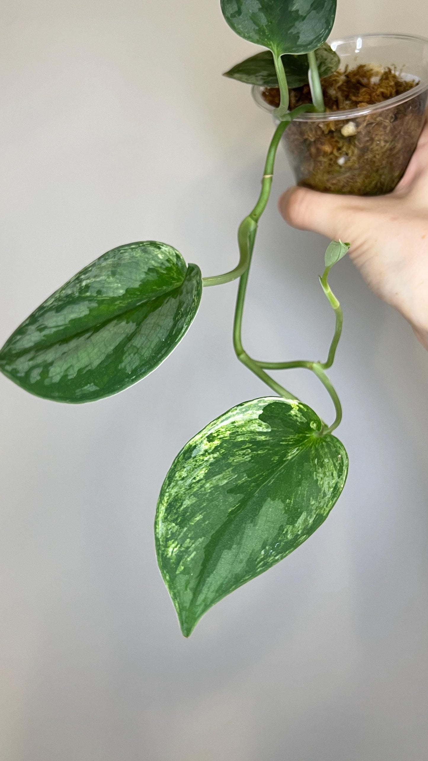 Scindapsus Silver Knight Mint Indoor Plant