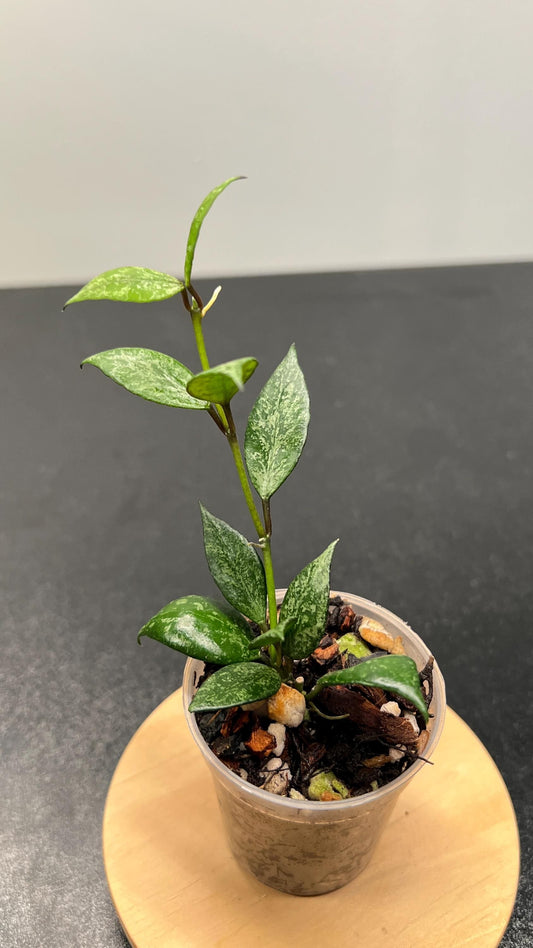 Hoya Lacunosa Black Pearl Indoor Plant