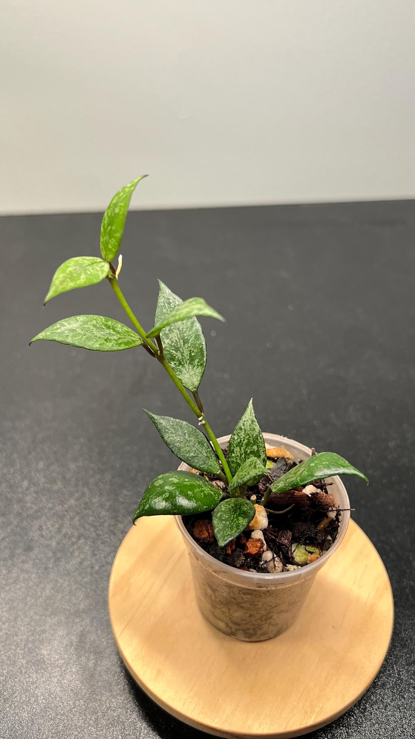 Hoya Lacunosa Black Pearl Indoor Plant
