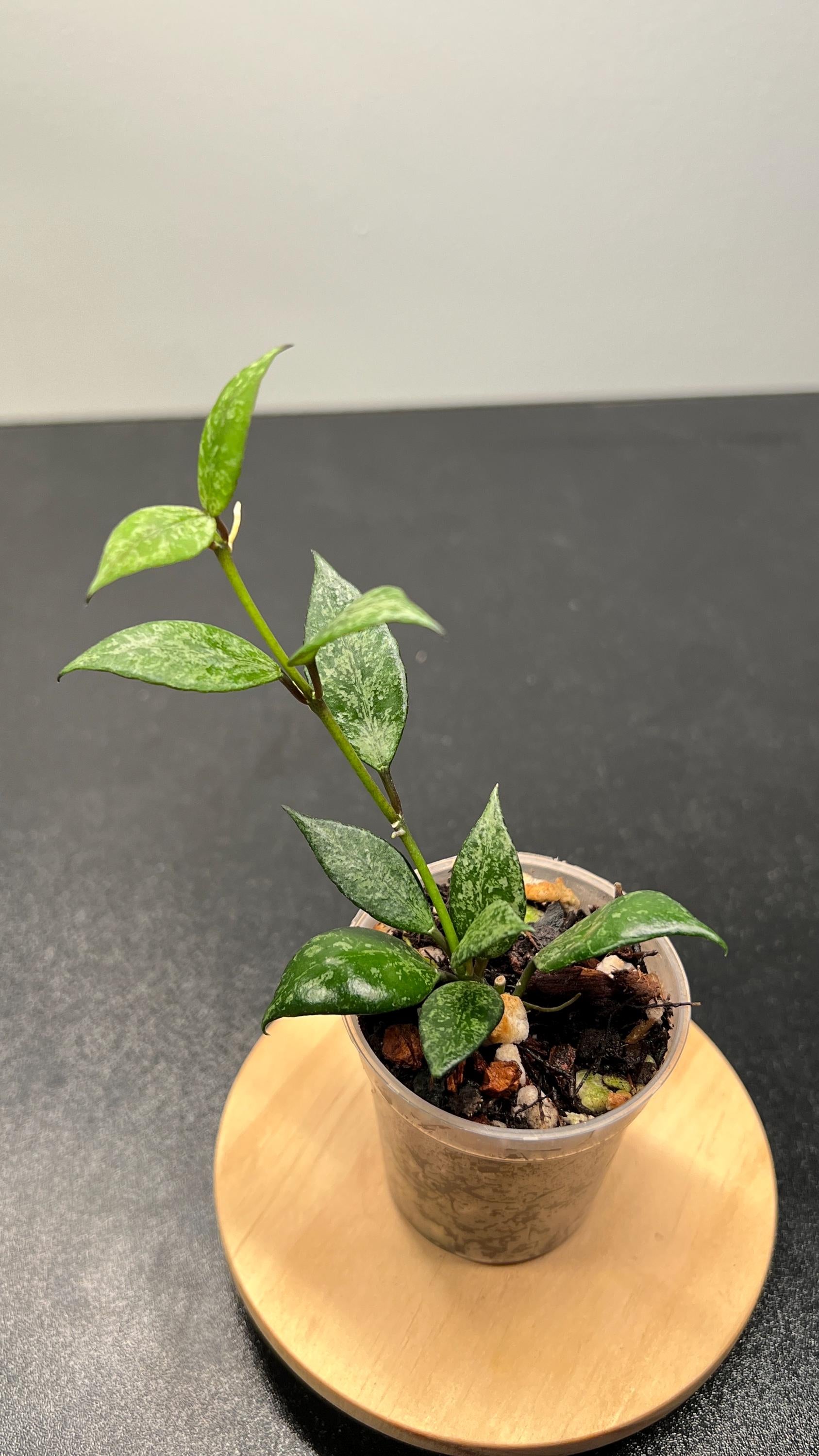 Hoya Lacunosa Black Pearl Indoor Plant