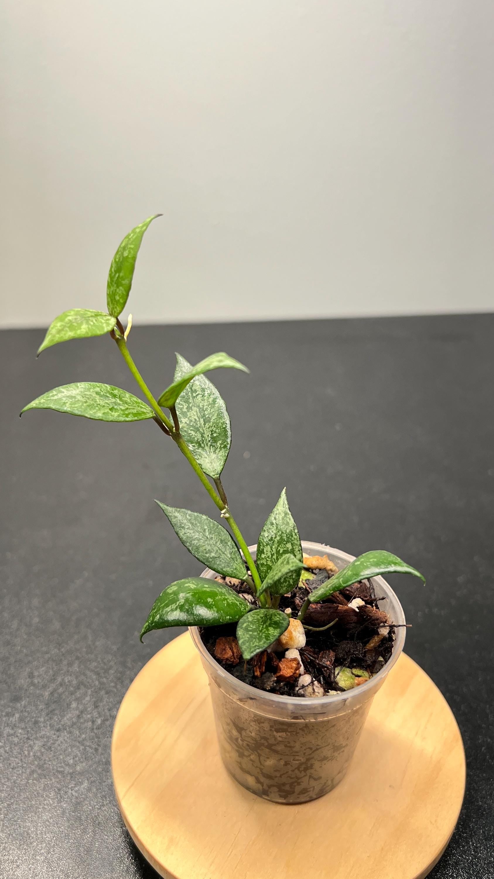 Hoya Lacunosa Black Pearl Indoor Plant