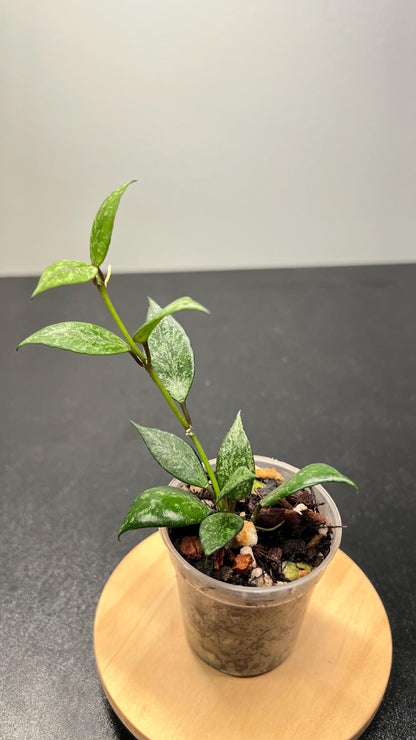 Hoya Lacunosa Black Pearl Indoor Plant