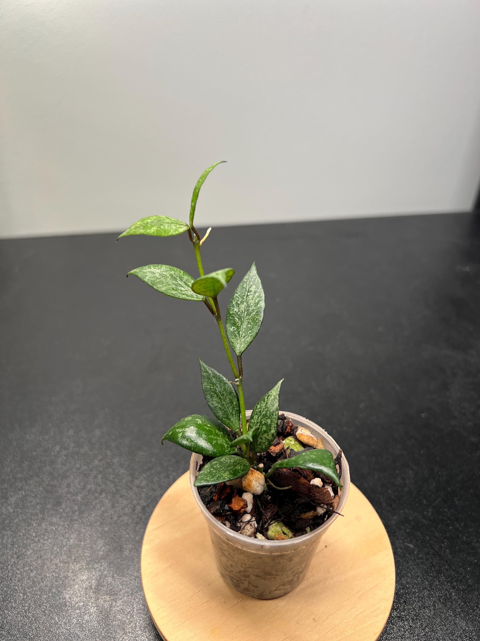 Hoya Lacunosa Black Pearl Indoor Plant