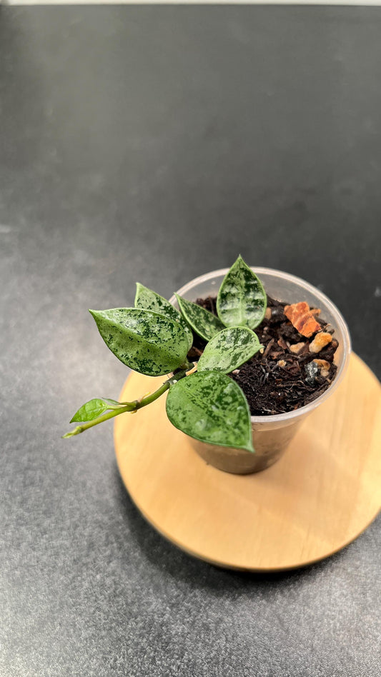 Hoya Lacunosa Grey Ash Splash Indoor Plant