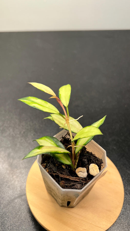 Hoya Lacunosa Souma Indoor Plant