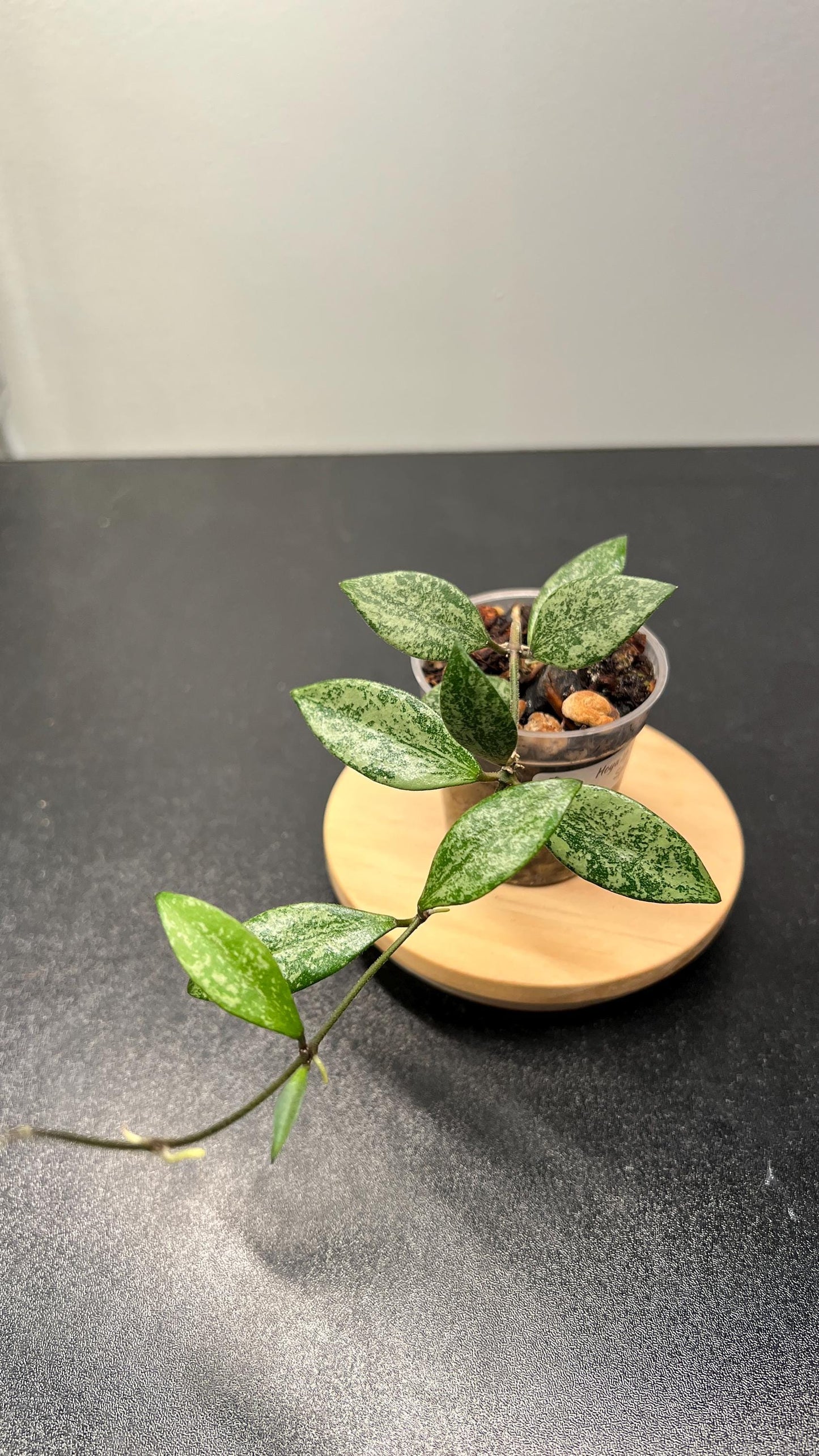 Hoya Lacunosa sp Cianjur Splash Indoor Plant