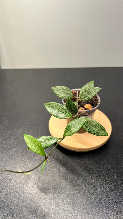 Hoya Lacunosa sp Cianjur Splash Indoor Plant