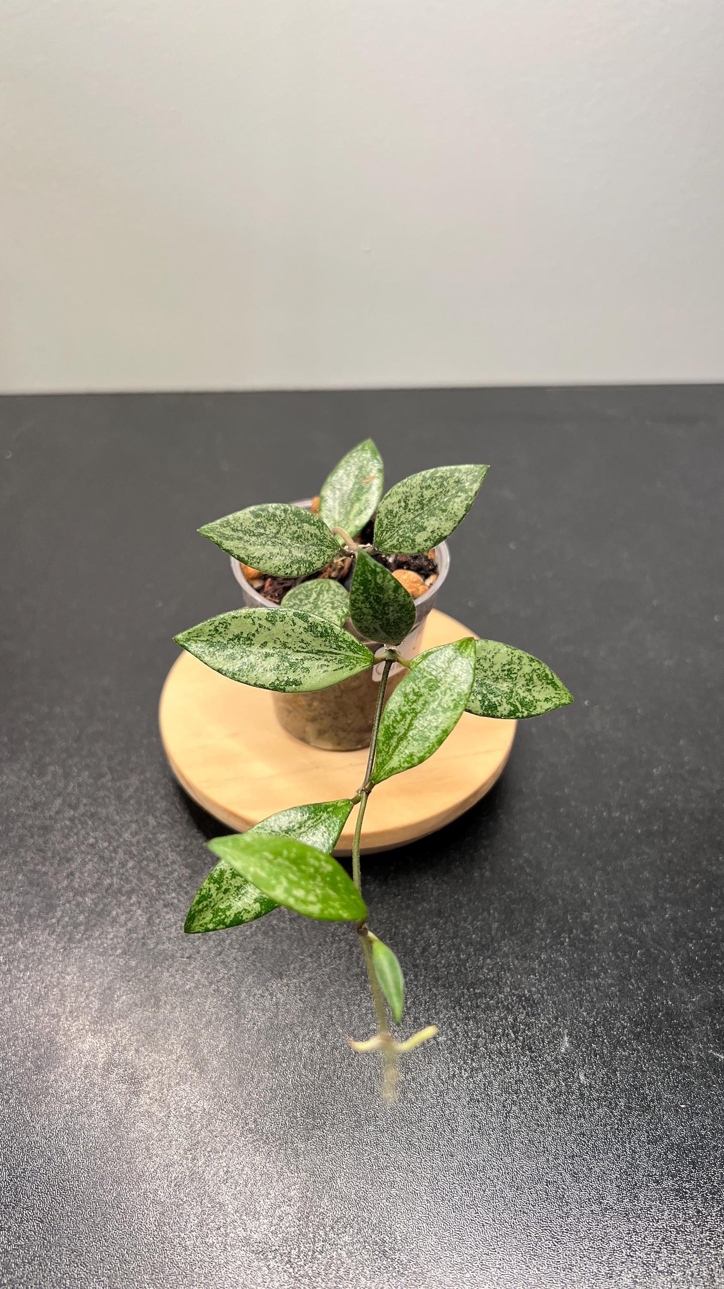 Hoya Lacunosa sp Cianjur Splash Indoor Plant