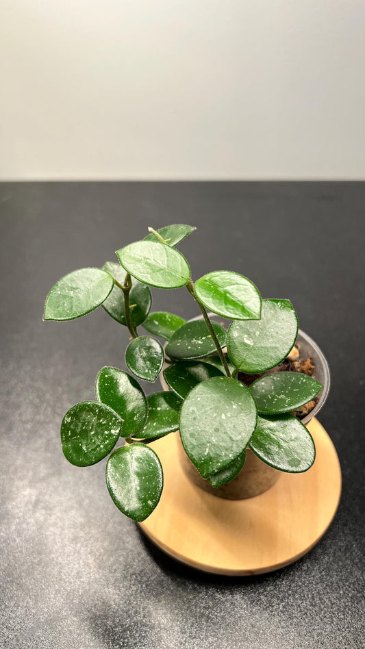 Hoya Mathilde Splash Indoor Plant