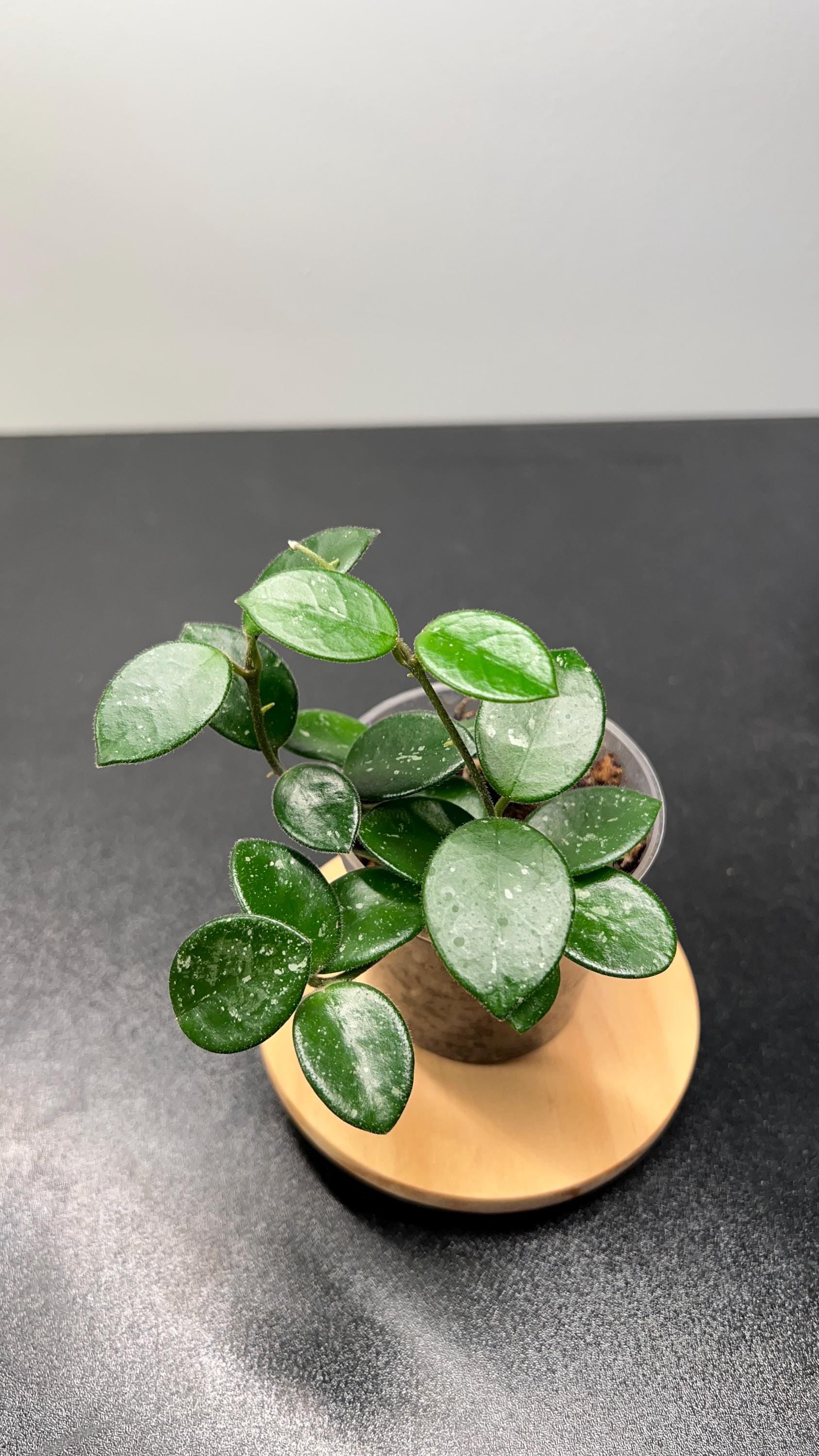 Hoya Mathilde Splash Indoor Plant