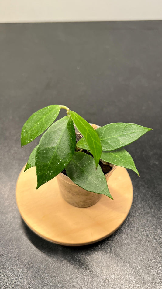 Hoya Rebecca Indoor Plant