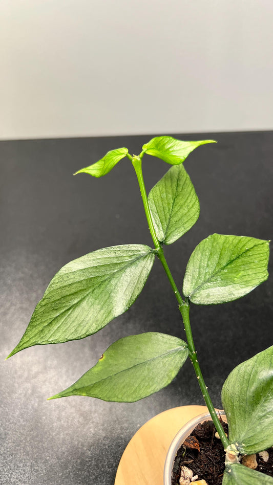 Hoya Polyneura Silver (Broget) Indoor Plant