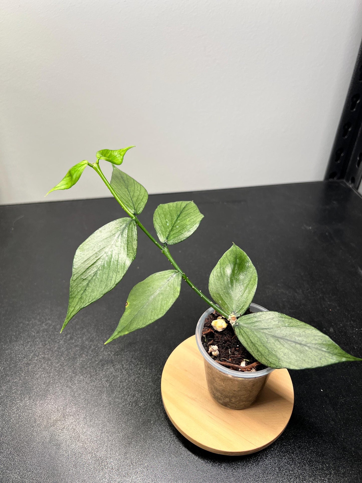 Hoya Polyneura Silver (Broget) Indoor Plant