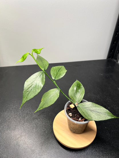 Hoya Polyneura Silver (Broget) Indoor Plant
