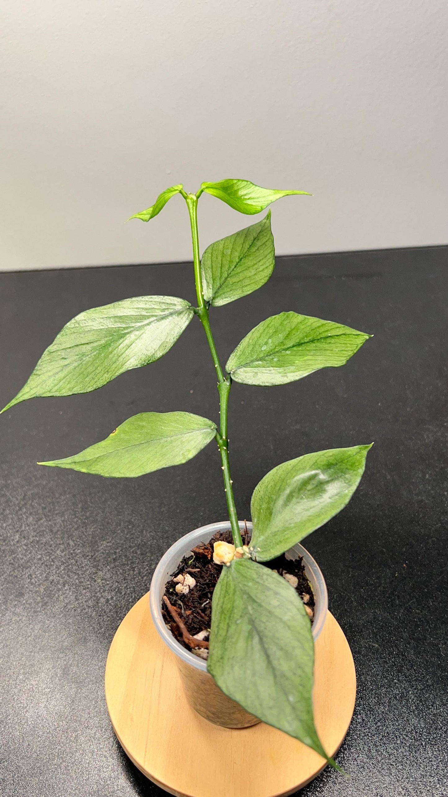Hoya Polyneura Silver (Broget) Indoor Plant
