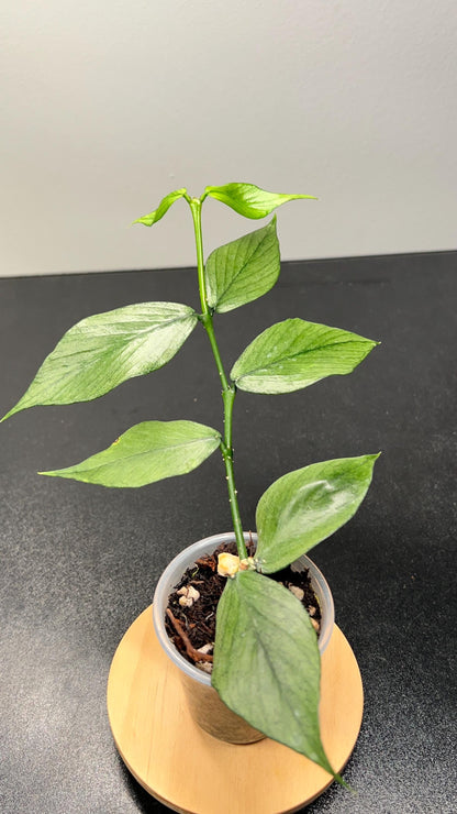 Hoya Polyneura Silver (Broget) Indoor Plant