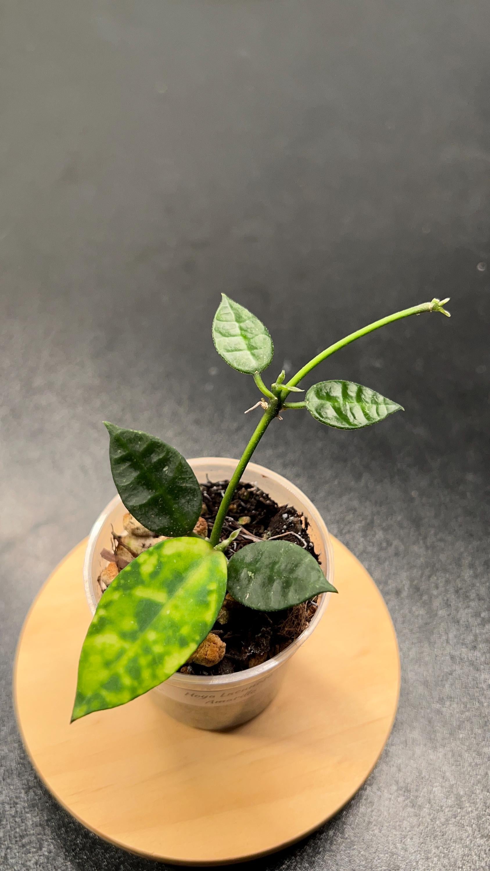 Hoya Lacunosa Amarillo Indoor Plant