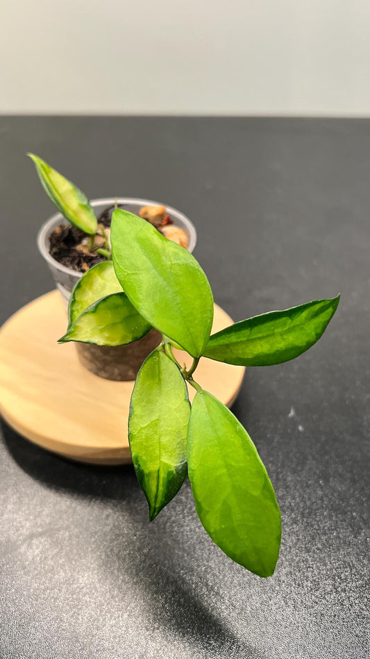 Hoya Lacunosa Red Leaf Inner Variegated Indoor Plant