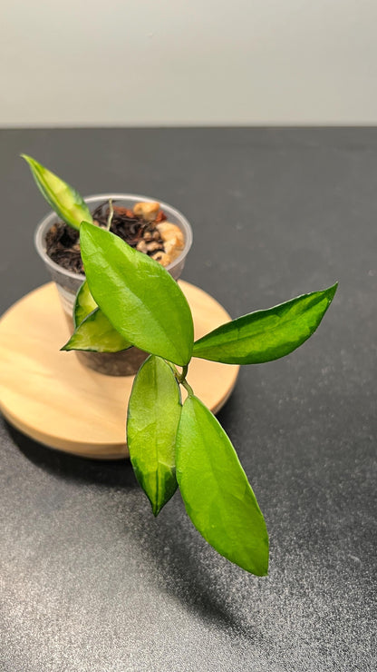 Hoya Lacunosa Red Leaf Inner Variegated Indoor Plant
